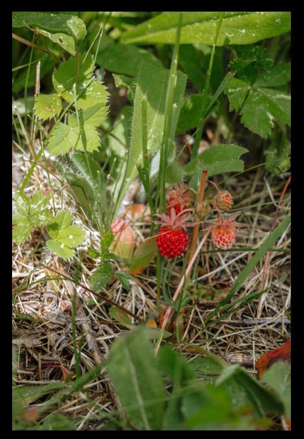 Camping near Grout Pond Campground — Green Mountain & Finger Lakes National Forests: Hidden Orchard, South Londonderry, Vermont