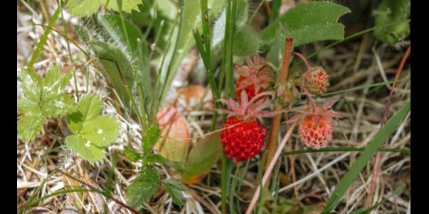 Camper submitted image from Hidden Orchard