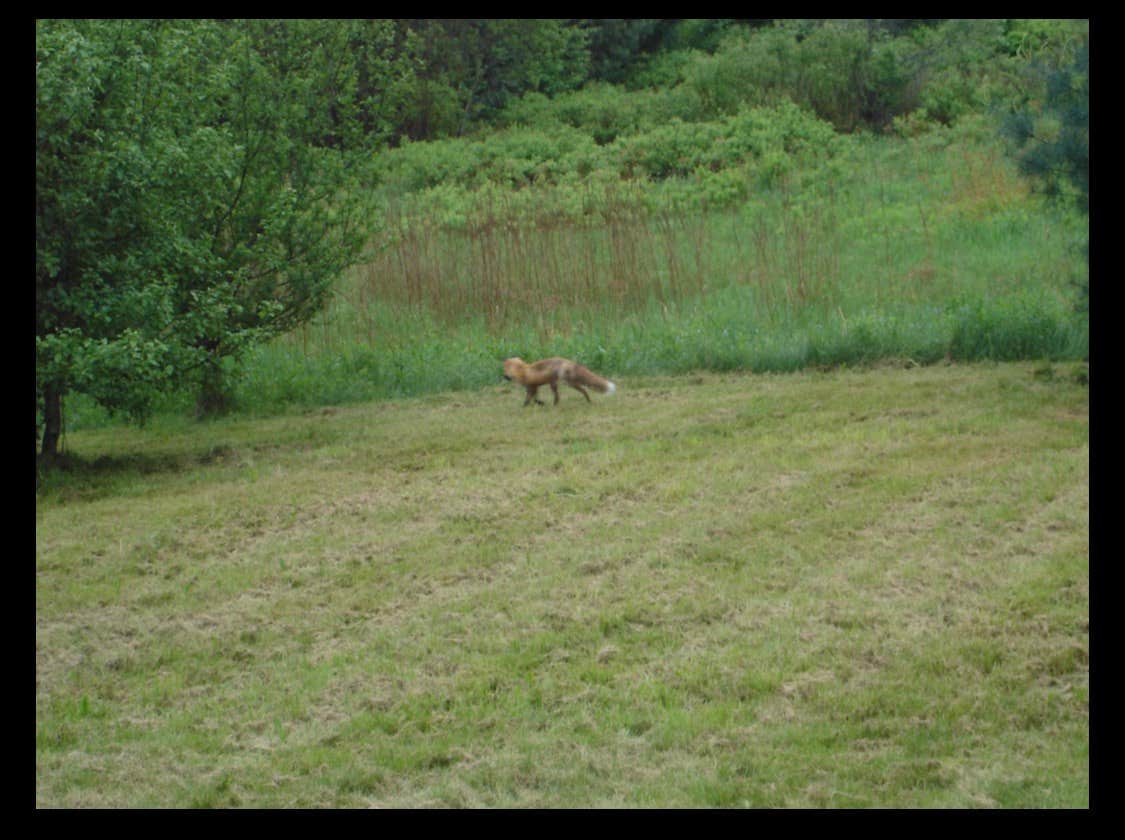 Adam L.'s photo of camping with pets at Hidden Orchard near Townshend Lake