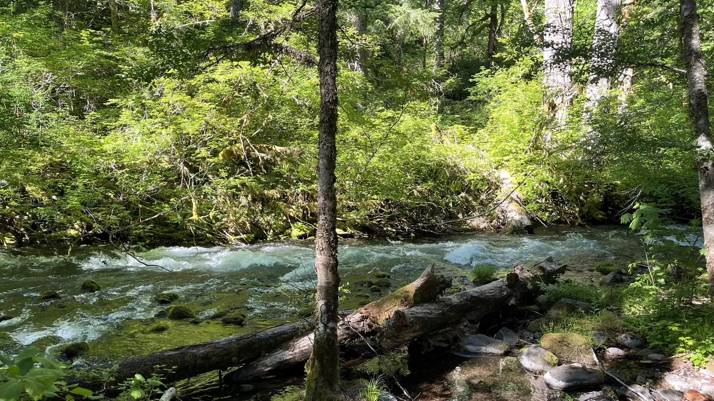 Camping near Frissell Crossing Campground: Willamette National Forest Roaring River Group Campground, Mckenzie Bridge, Oregon