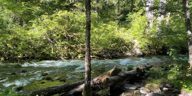 Camper submitted image from Willamette National Forest Roaring River Group Campground