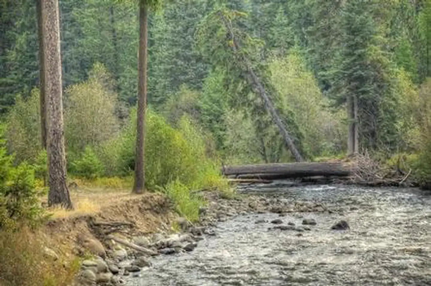 Camper-submitted photo at Cedar Springs Campground (WA) near Goose Prairie, WA