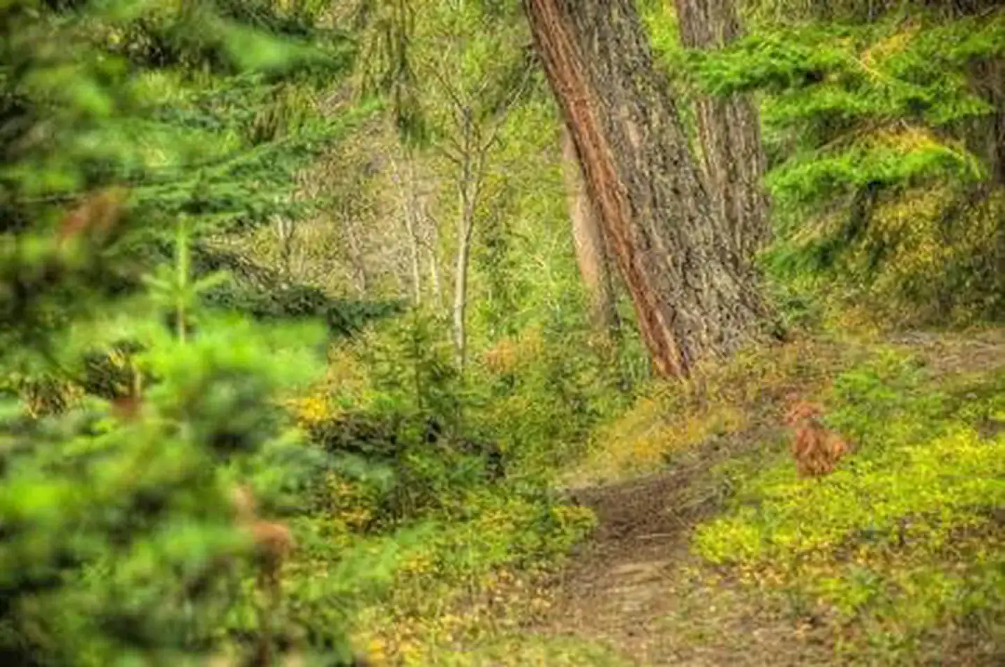 Camper-submitted photo at Cedar Springs Campground (WA) near Goose Prairie, WA