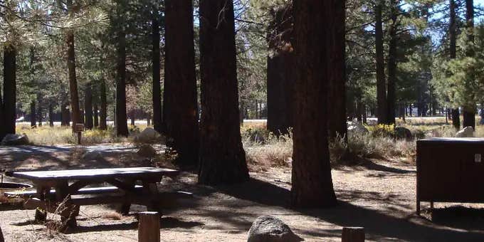 Camper submitted image from New Shady Rest Campground