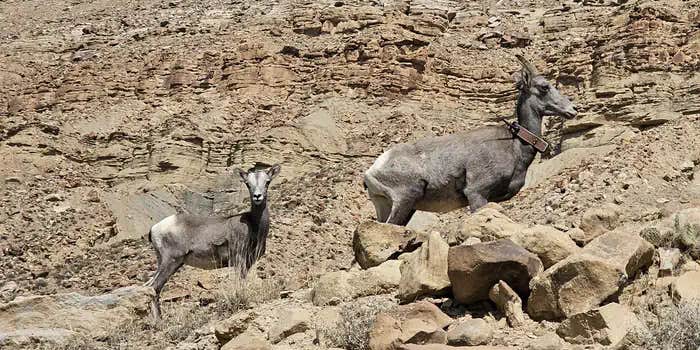 Camper submitted image from Swasey's Beach Campground — Desolation Canyon
