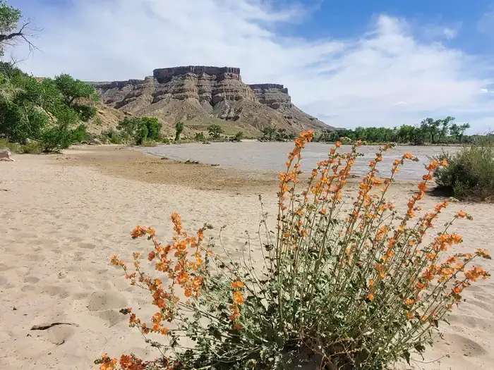 Camper-submitted photo at Swasey's Beach Campground — Desolation Canyon near Sunnyside, UT