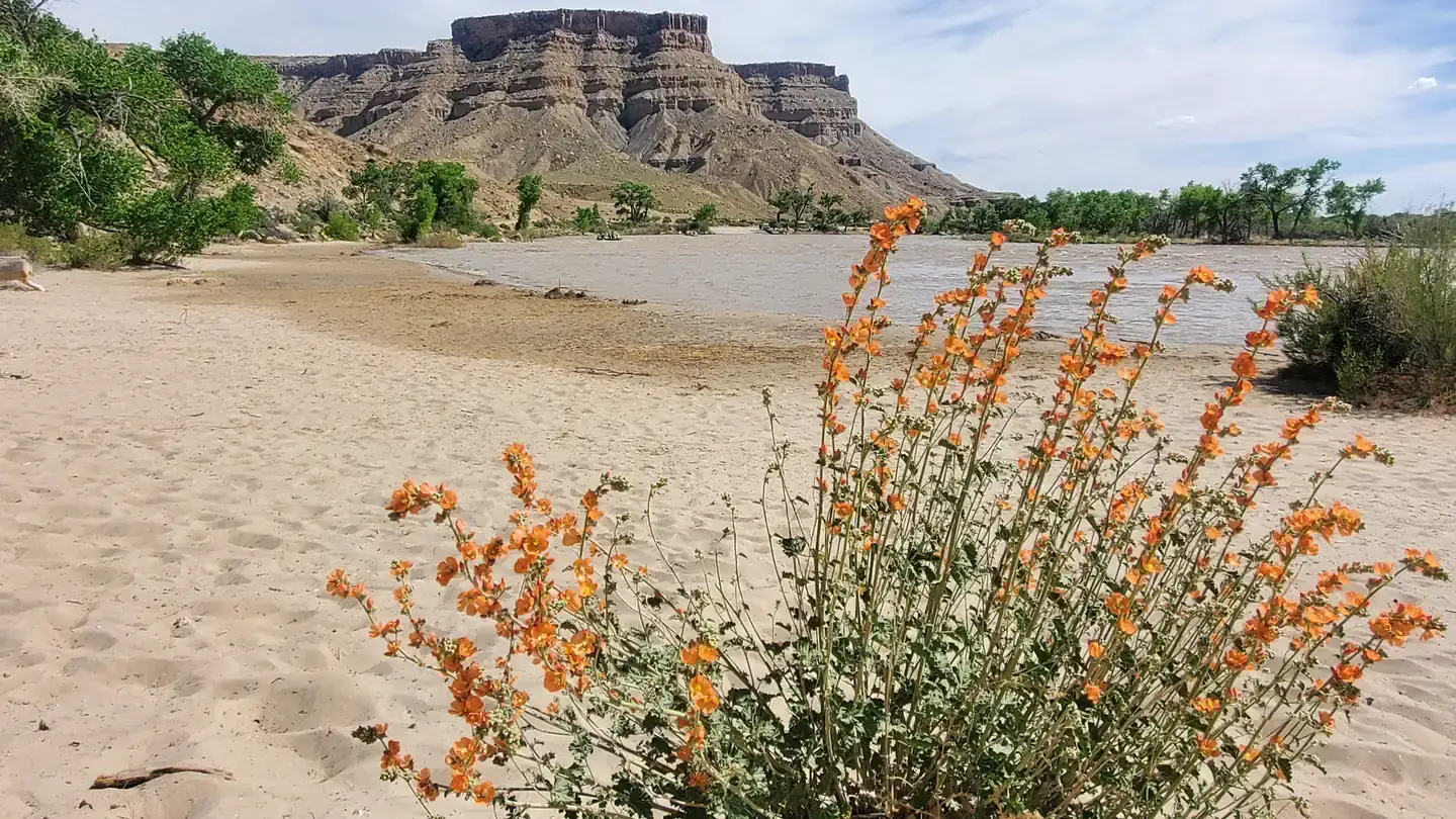 Camper-submitted photo at Swasey's Beach Campground — Desolation Canyon near Sunnyside, UT