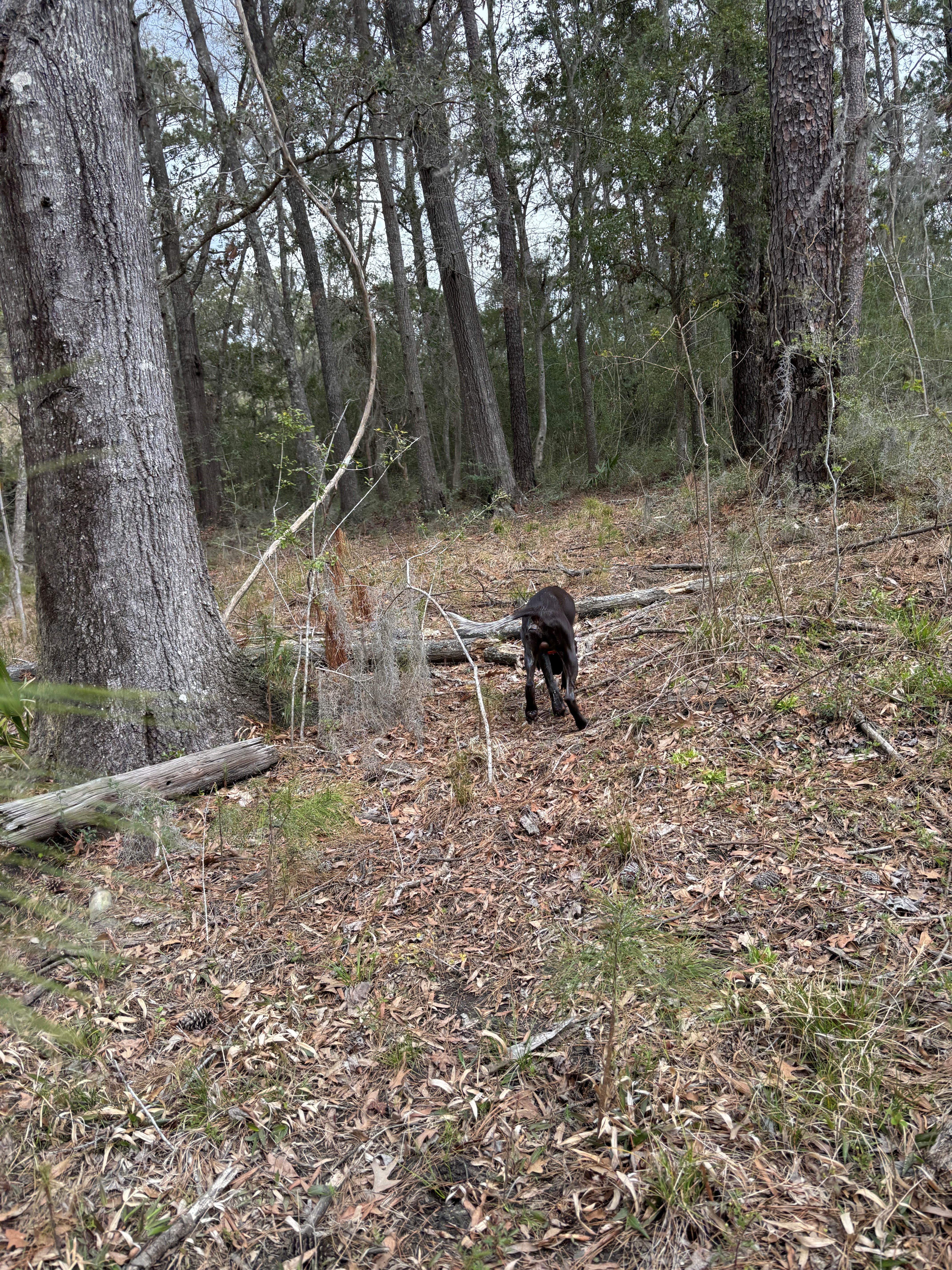 Zac B.'s photo of camping with pets at Marsh Wood near Hinesville, GA