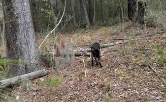 Zac B.'s photo of camping with pets at Marsh Wood near Bluffton, SC