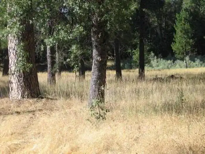 Camper-submitted photo at Pines Group Stanislaus — Stanislaus National Forest near Hughson, CA