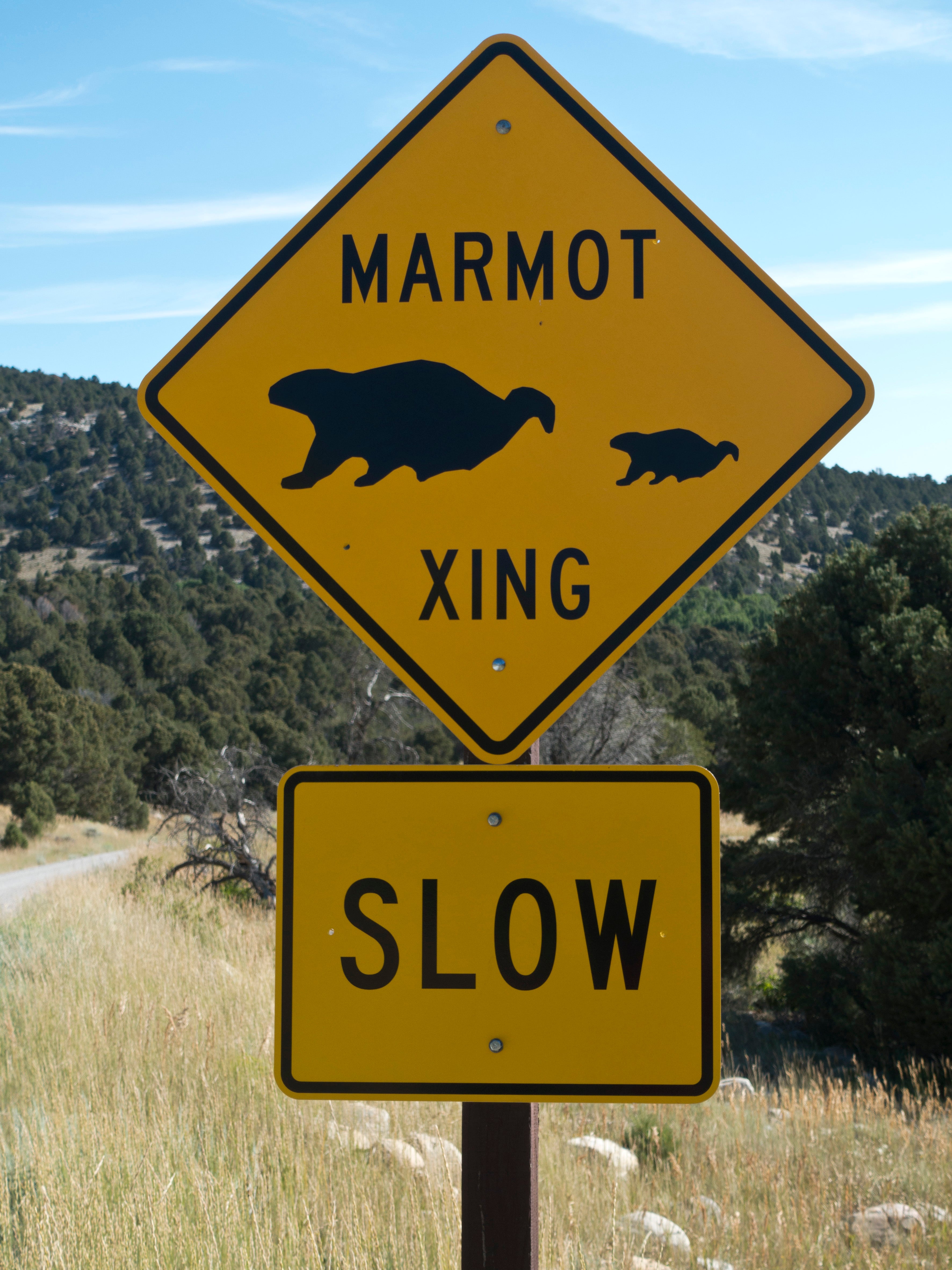 Marmot crossing