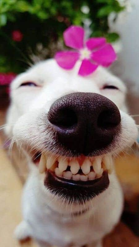 Manjay P.'s photo of camping with pets at Horses Welcome | Hot Shower | Close to Everything near Kalispell, MT