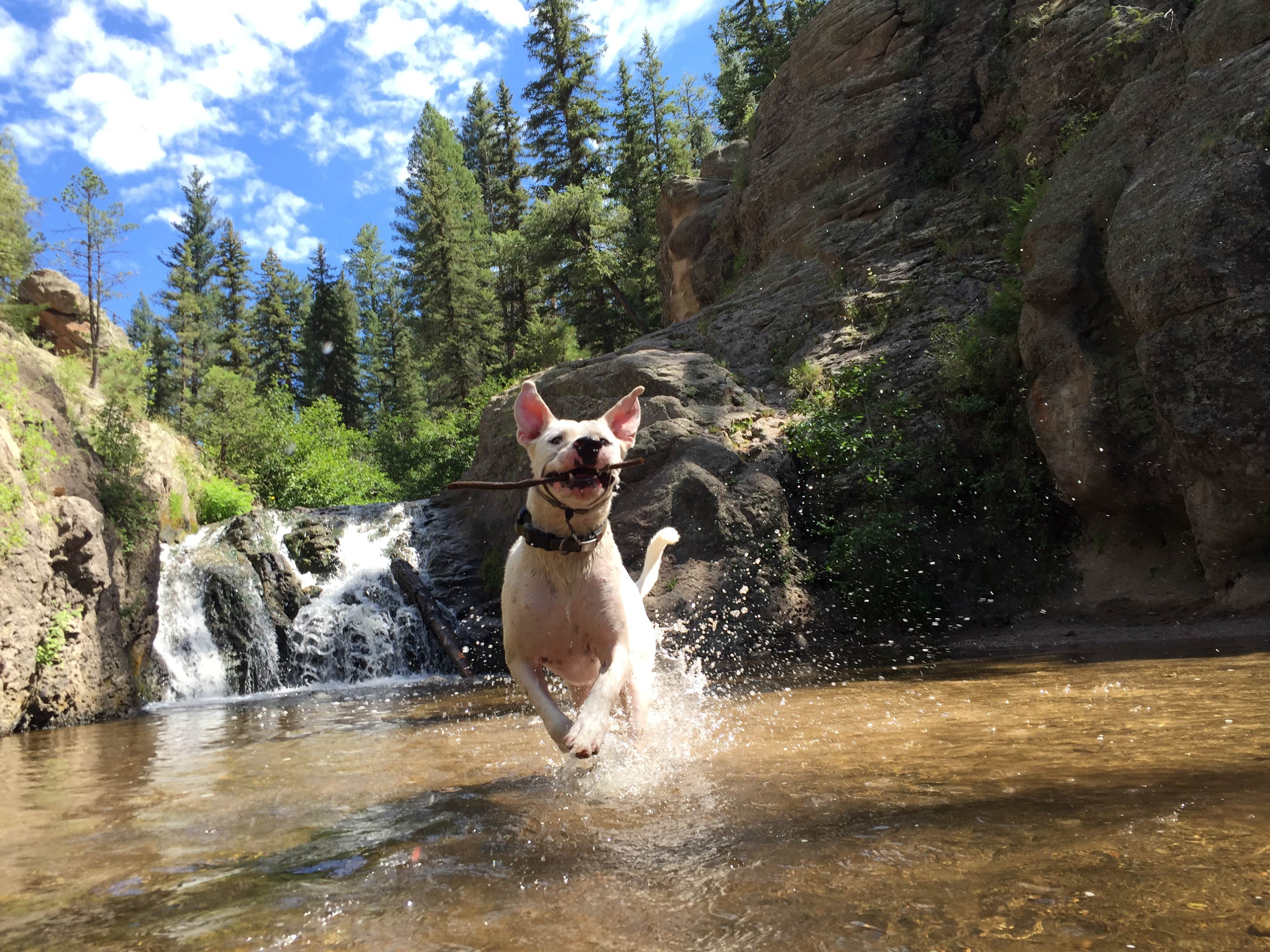 Marcos R.'s photo of camping with pets at Jemez Falls Campground near Santa Fe National Forest