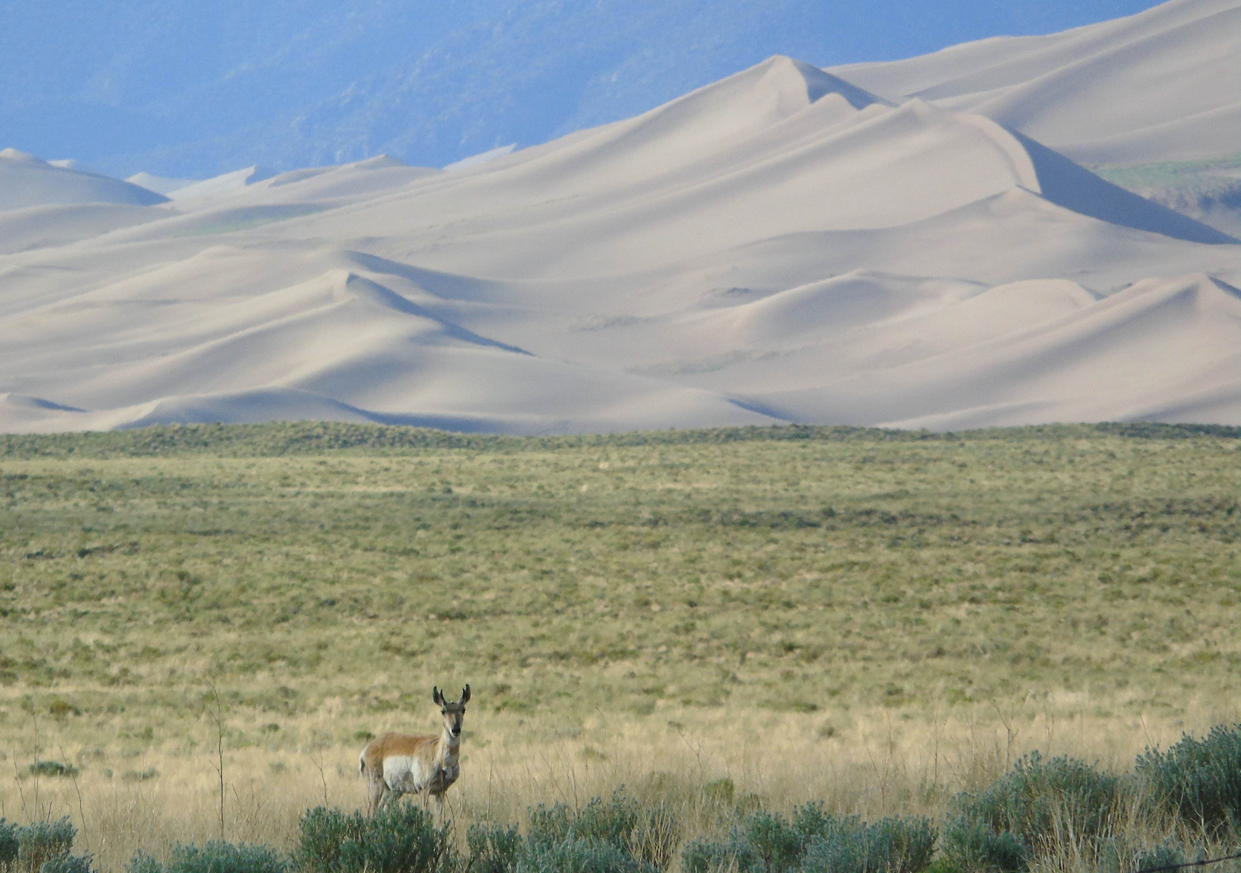 Camper submitted image from Alamosa KOA - 2