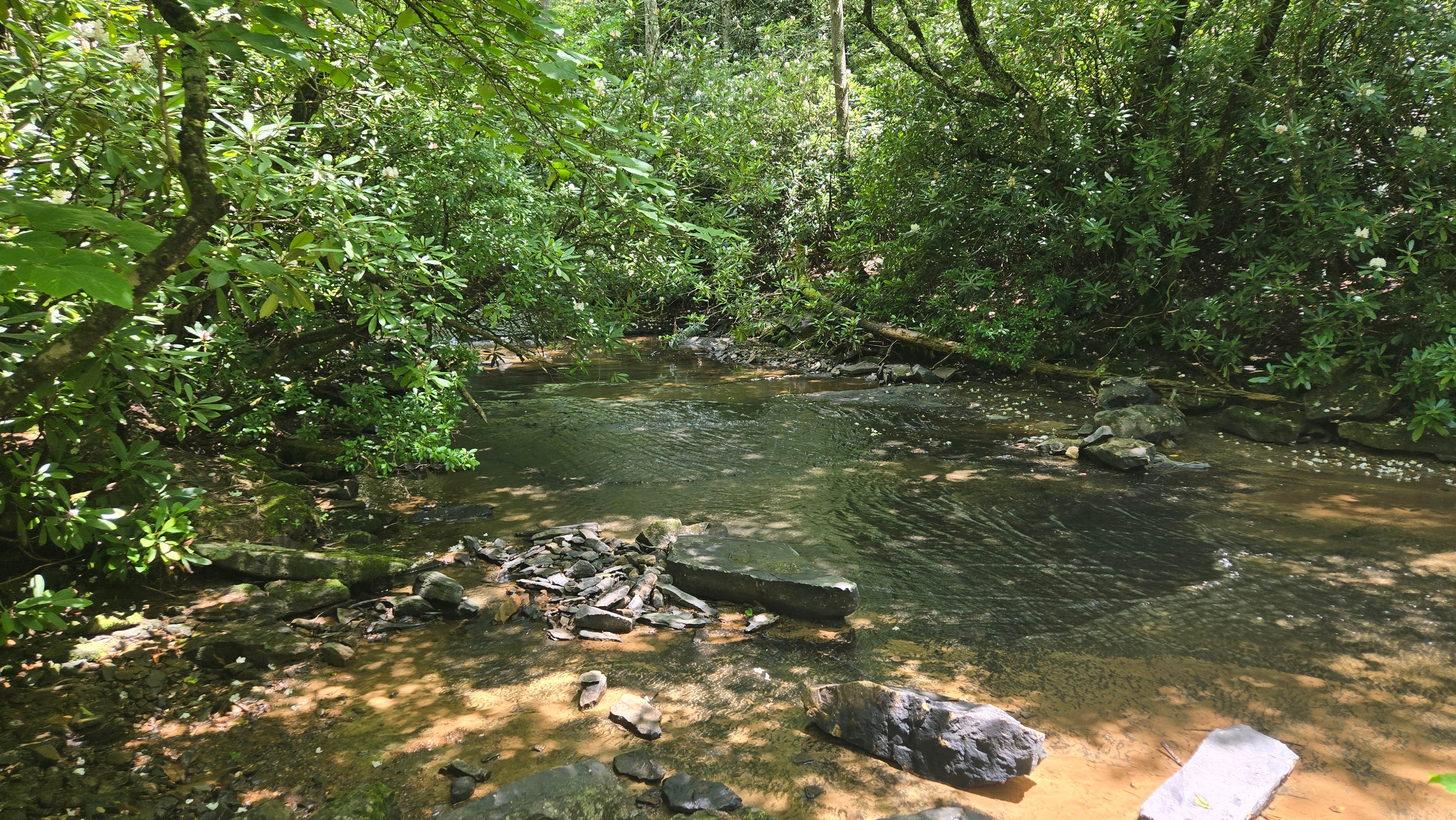 Lake Sherwood Road Dispersed Camping in Monongahela National Forest