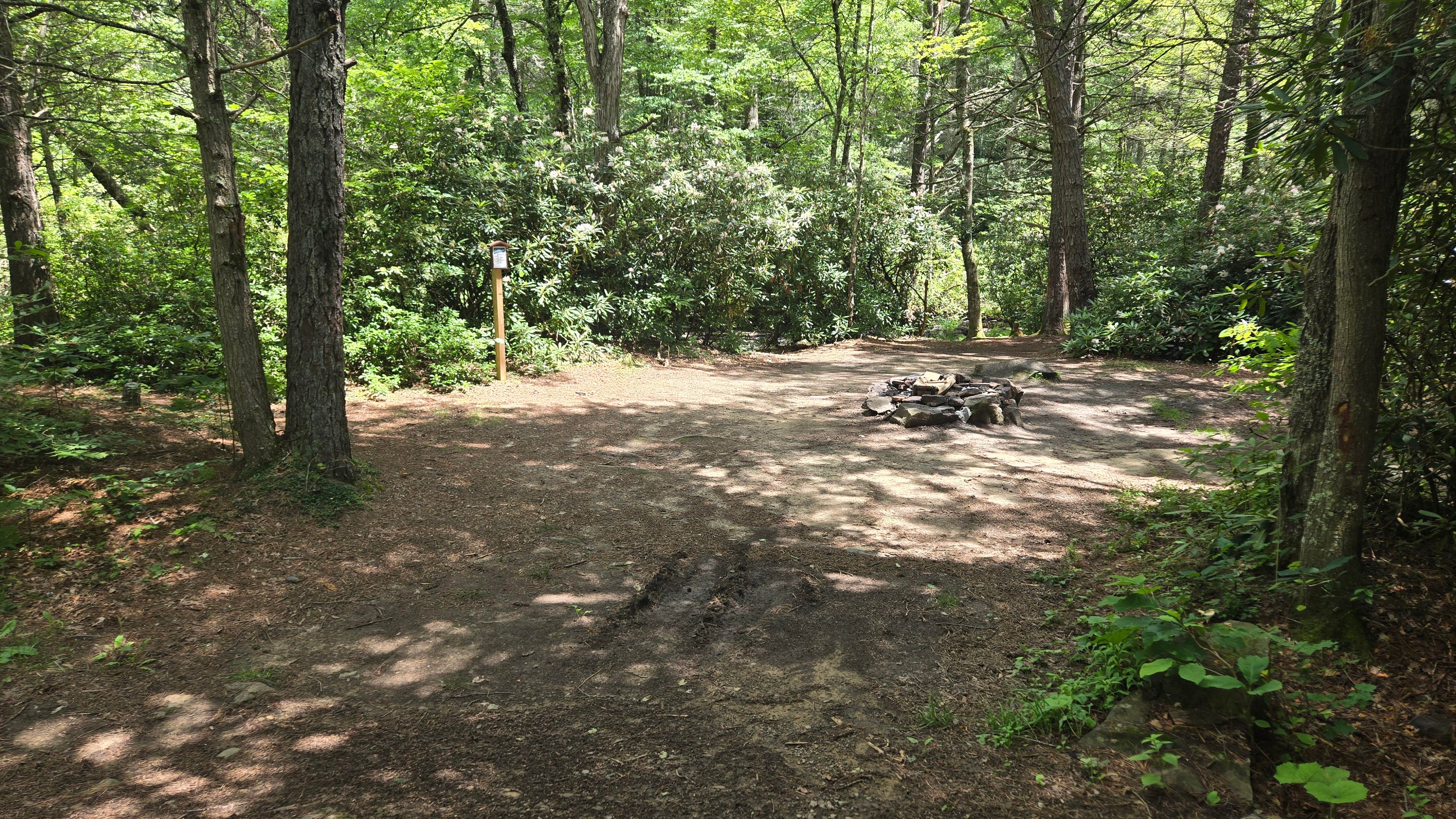 Camper submitted image from Lake Sherwood Road Dispersed Camping in Monongahela National Forest - 5
