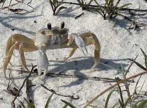 Fort Pickens Campground — Gulf Islands National Seashore