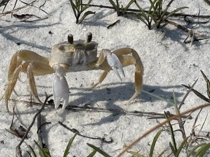Camper-submitted photo at Fort Pickens Campground — Gulf Islands National Seashore in Florida