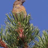 Review photo of Lodgepole Campground by Pam J., December 16, 2025