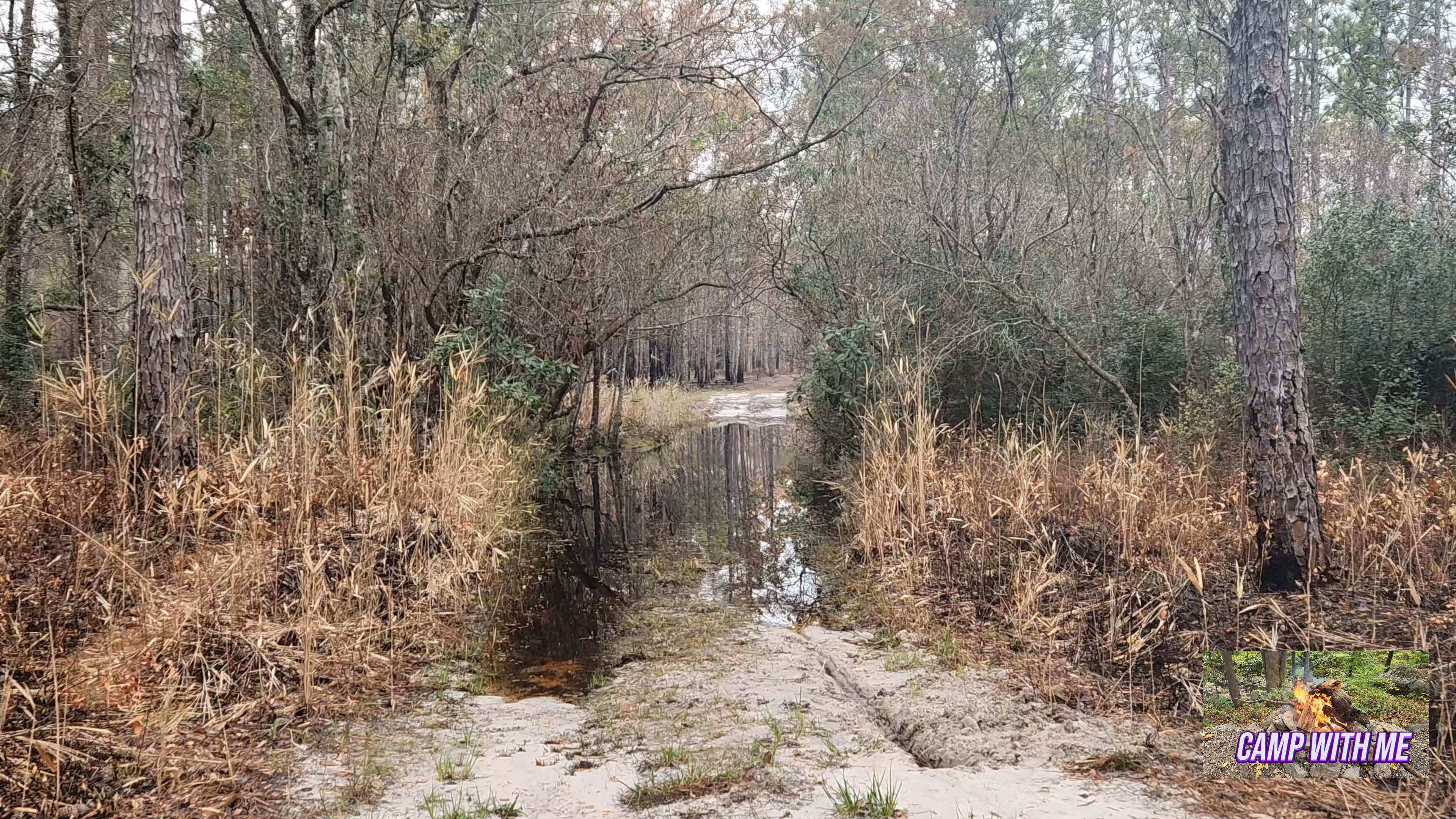 Camper-submitted photo at Croatan Puddle - National Forest Dispersed - Pringle Road near Morehead City, NC