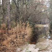 Review photo of Croatan Puddle - National Forest Dispersed - Pringle Road by Camp With Me , December 18, 2025