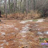 Review photo of Croatan Puddle - National Forest Dispersed - Pringle Road by Camp With Me , December 18, 2025