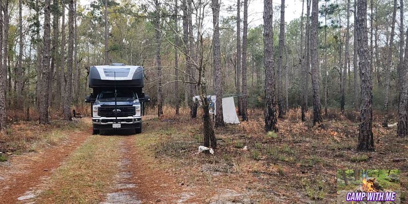 Camper submitted image from Croatan Puddle - National Forest Dispersed - Pringle Road