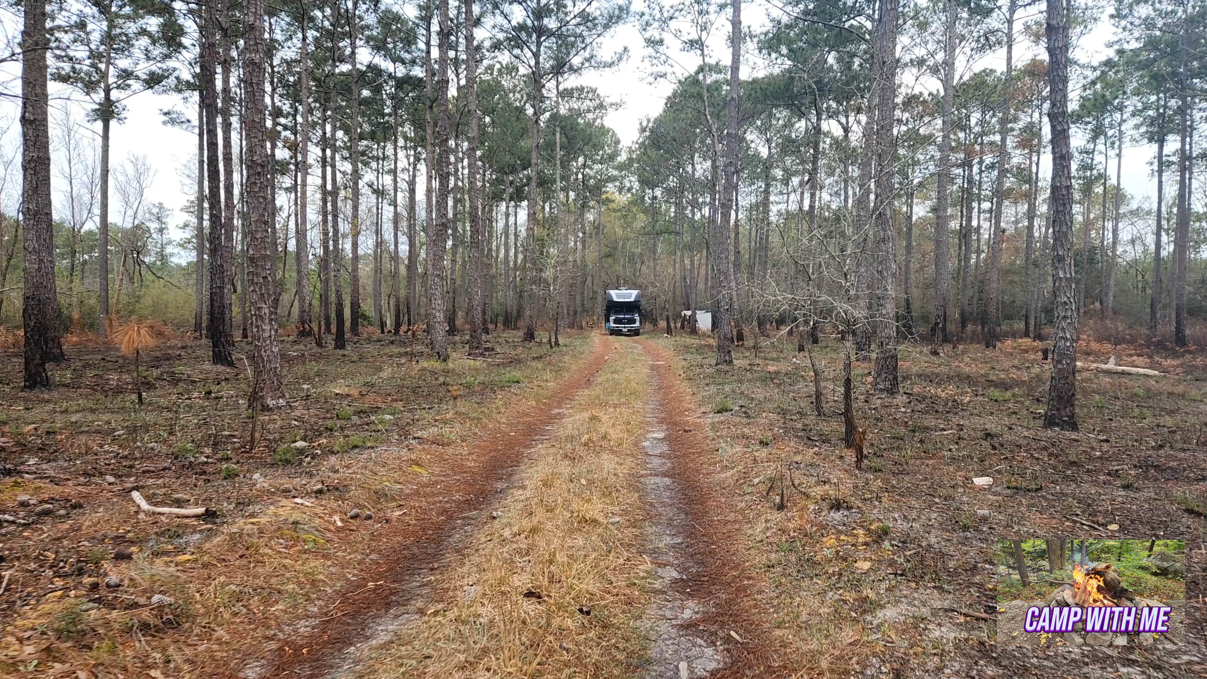 Camper-submitted photo at Croatan Puddle - National Forest Dispersed - Pringle Road near Morehead City, NC