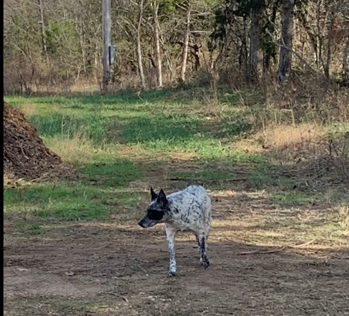 Sundance S.'s photo of camping with pets at Sundance's hide-out near Yellville, AR