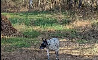 Sundance S.'s photo of camping with pets at Sundance's hide-out near Harrison, AR
