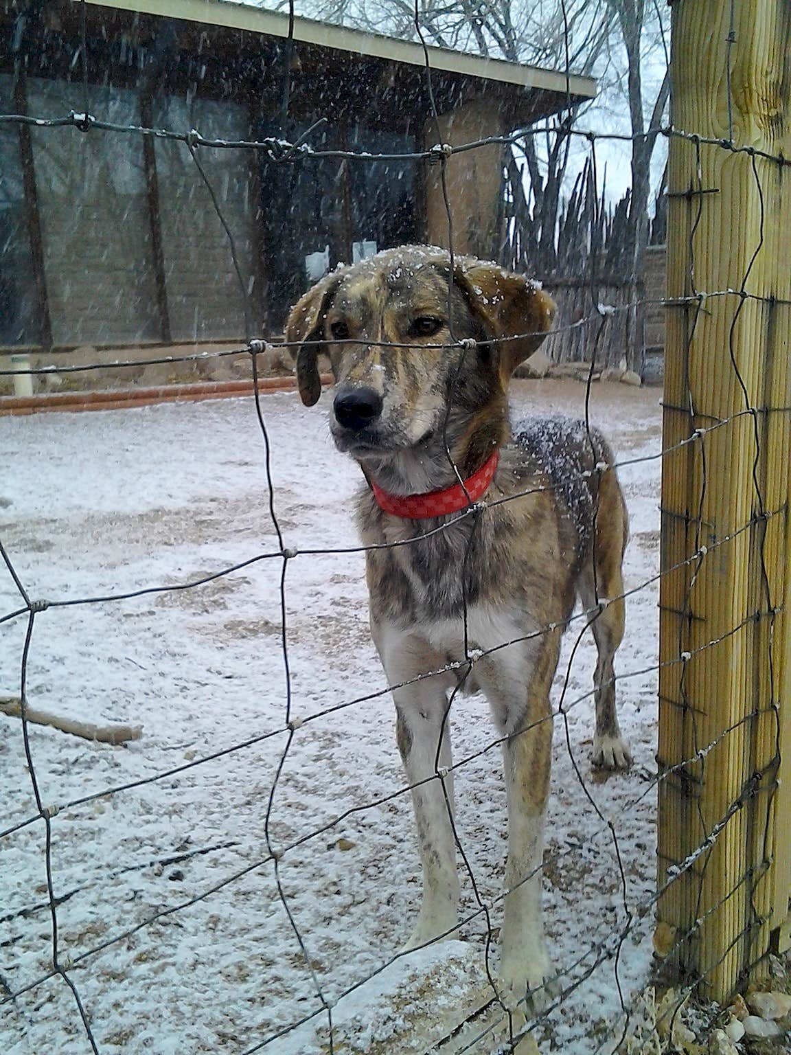 The Dyrt's photo of camping with pets at Rustic Tent near Big Pine Key, FL