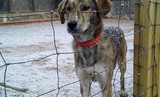 The Dyrt's photo of camping with pets at Rustic Tent near Islamorada, Village of Islands, FL