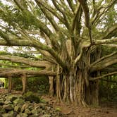 Review photo of Kīpahulu Campground — Haleakalā National Park by Stephanie Z., September 28, 2016