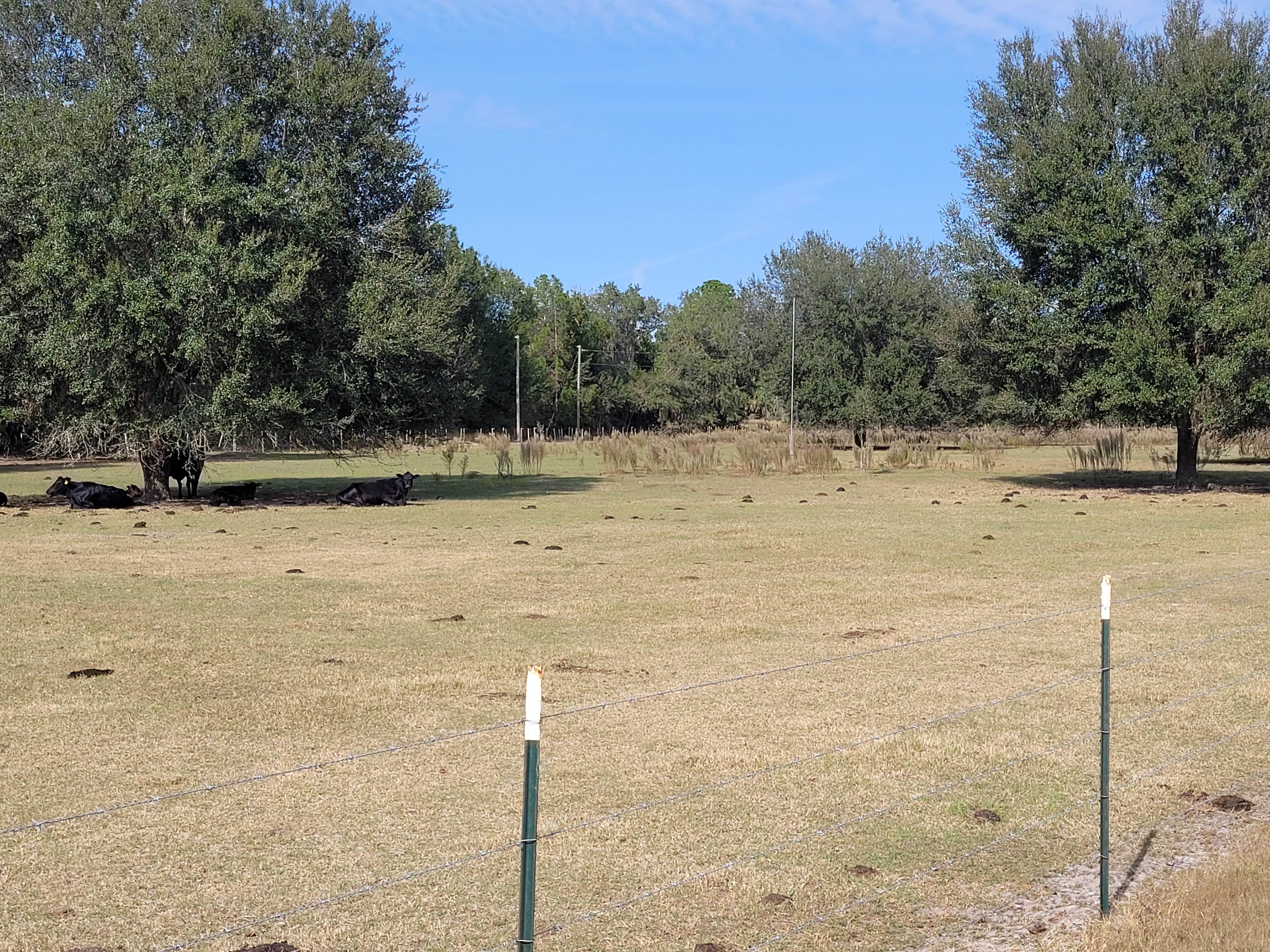 Rodney R.'s photo of camping with pets at BROKEN SPOKE RANCH near Ocala National Forest