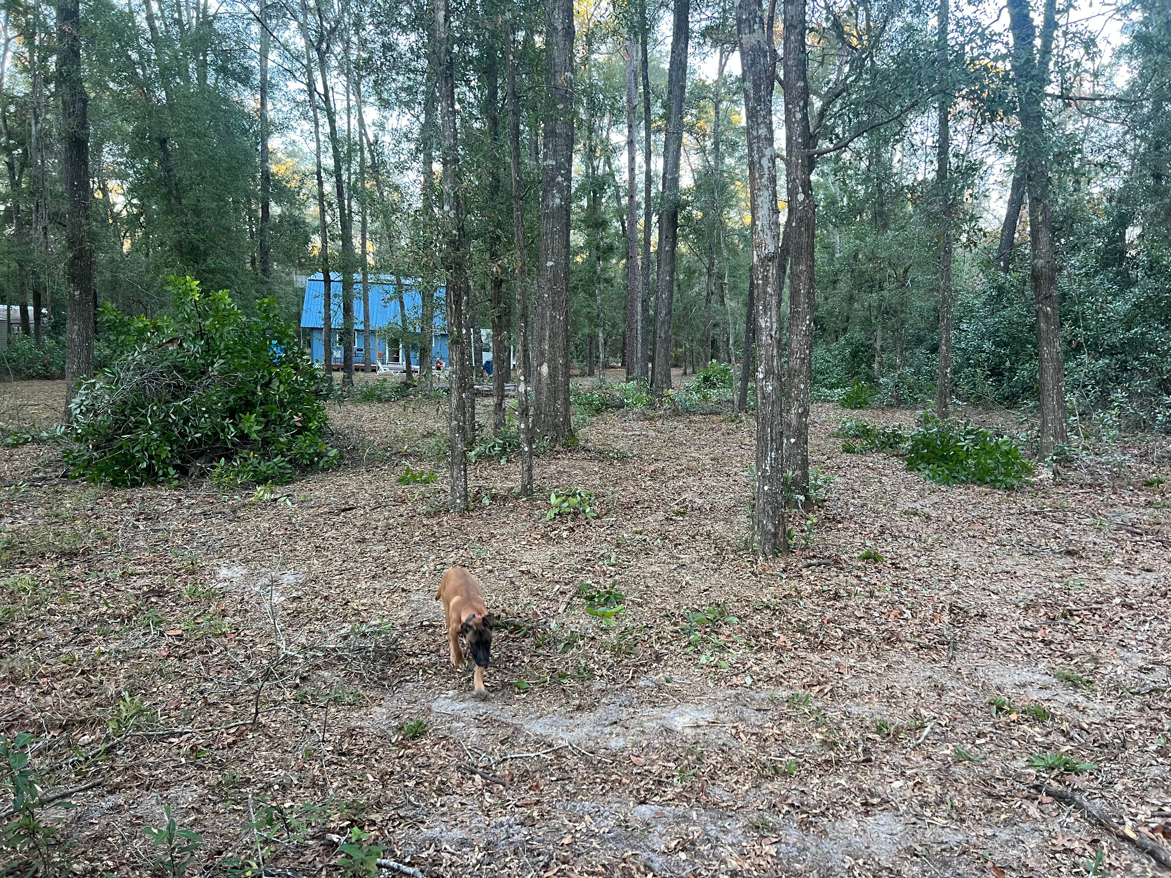 Barry B.'s photo of camping with pets at 3 Rivers Retreat near Trenton, FL