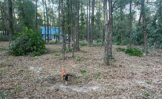 Barry B.'s photo of camping with pets at 3 Rivers Retreat near Fanning Springs, FL