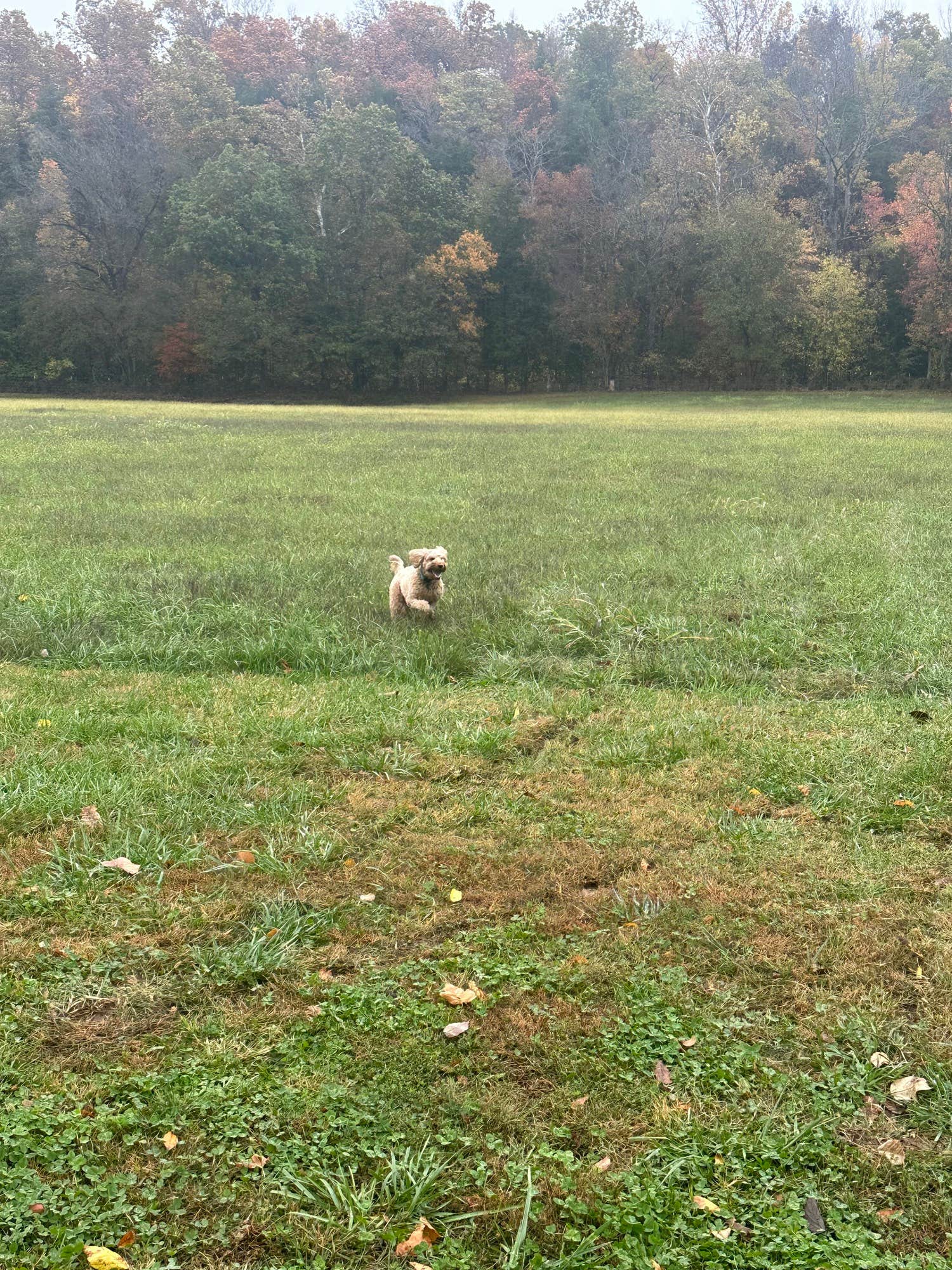 The Dyrt's photo of camping with pets at Kingston Trails RV Park near Harrison, AR