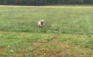 The Dyrt's photo of camping with pets at Kingston Trails RV Park near Harrison, AR