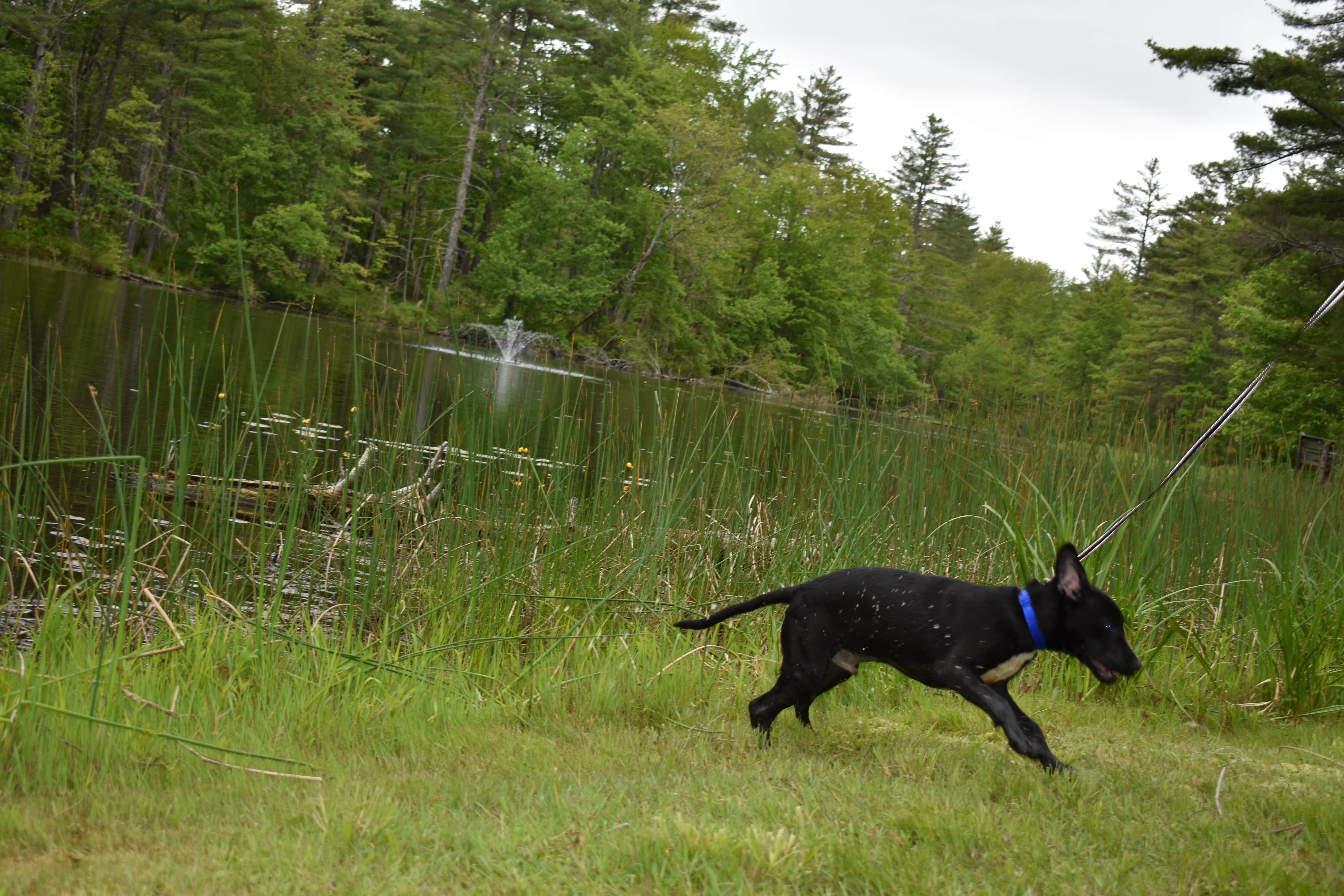 Cody F.'s photo of camping with pets at Peaceful Pines Family Campground near Lunenburg, MA