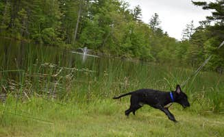 Cody F.'s photo of camping with pets at Peaceful Pines Family Campground near Greenville, NH