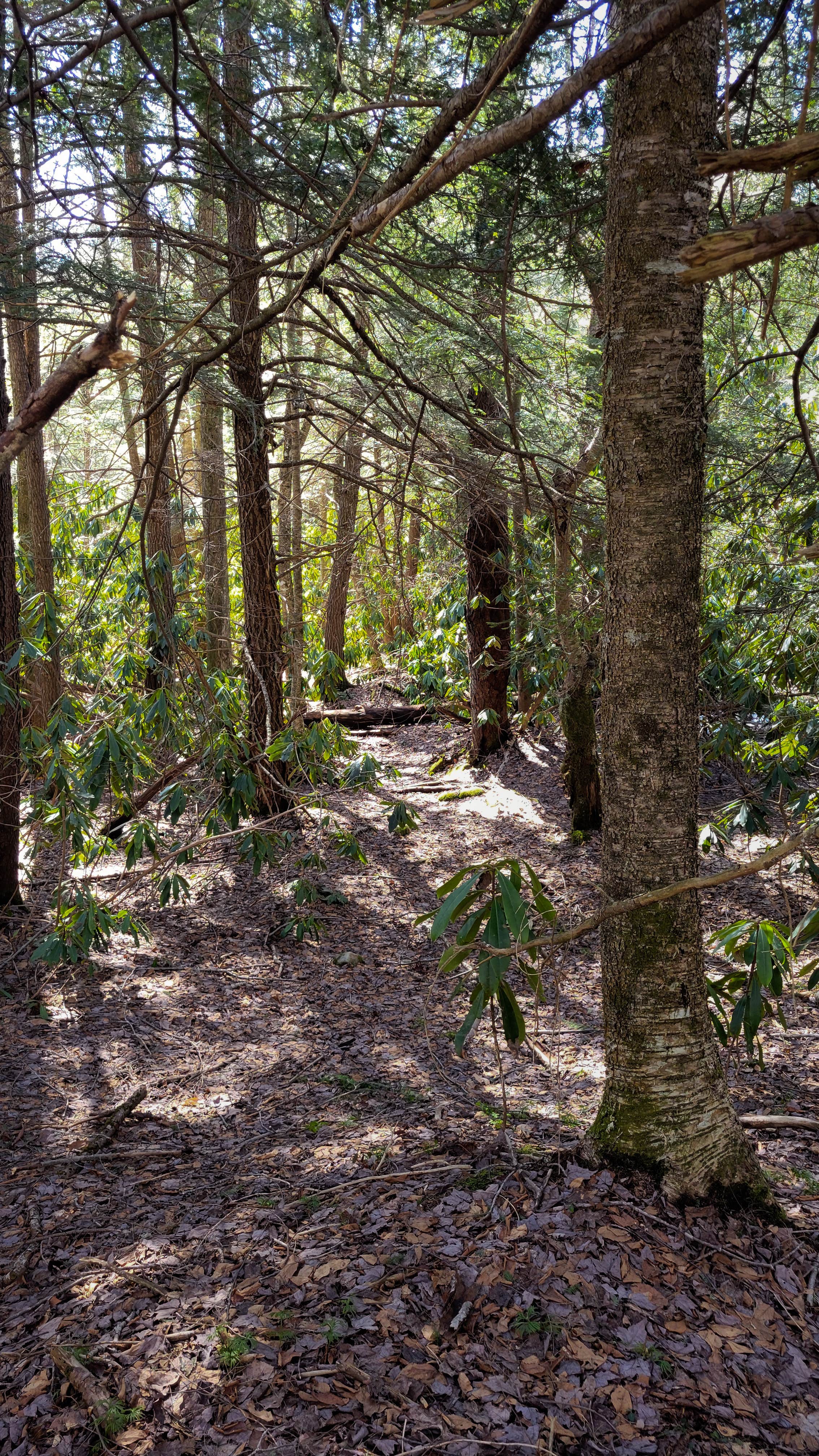 Camper-submitted photo at Bear Heaven Campground near Kitzmiller, MD