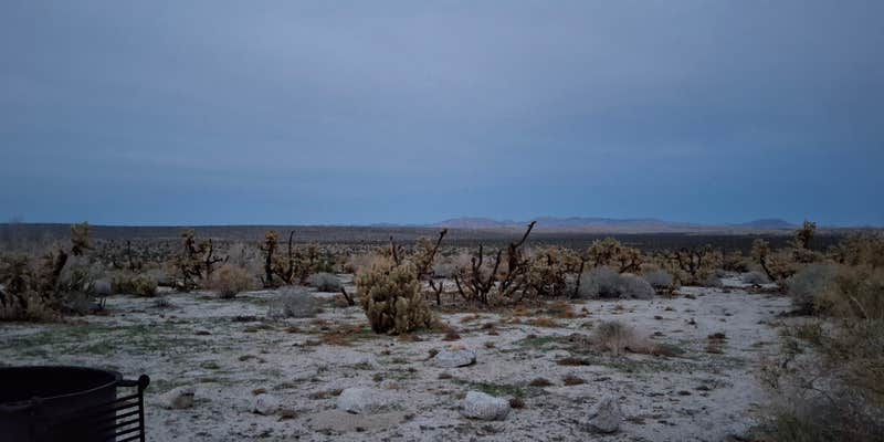 Camper submitted image from Mountain Palm Springs Primitive Campground — Anza-Borrego Desert State Park