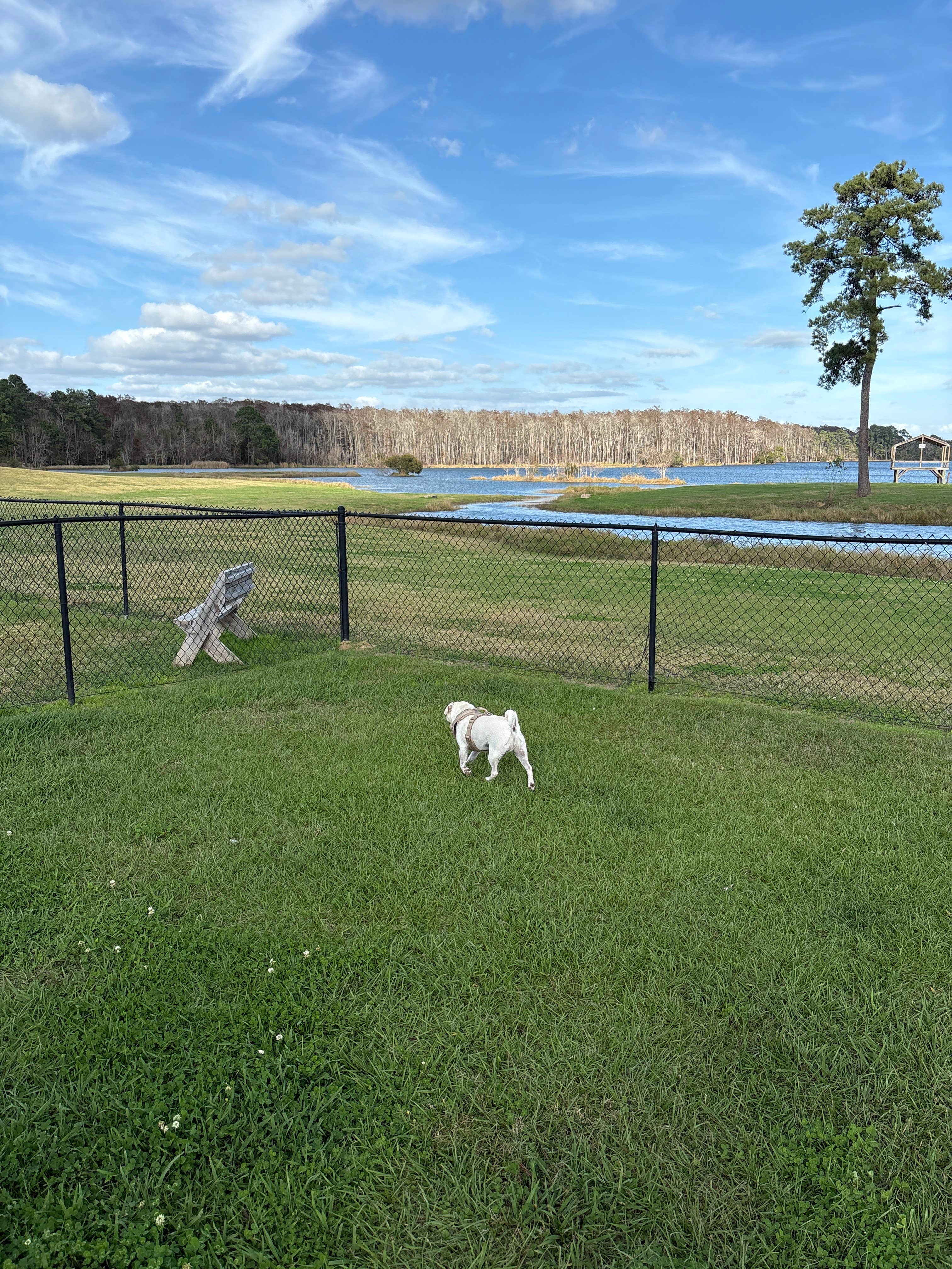 Maggie B.'s photo of camping with pets at Boomtown USA RV Resort near Silsbee, TX