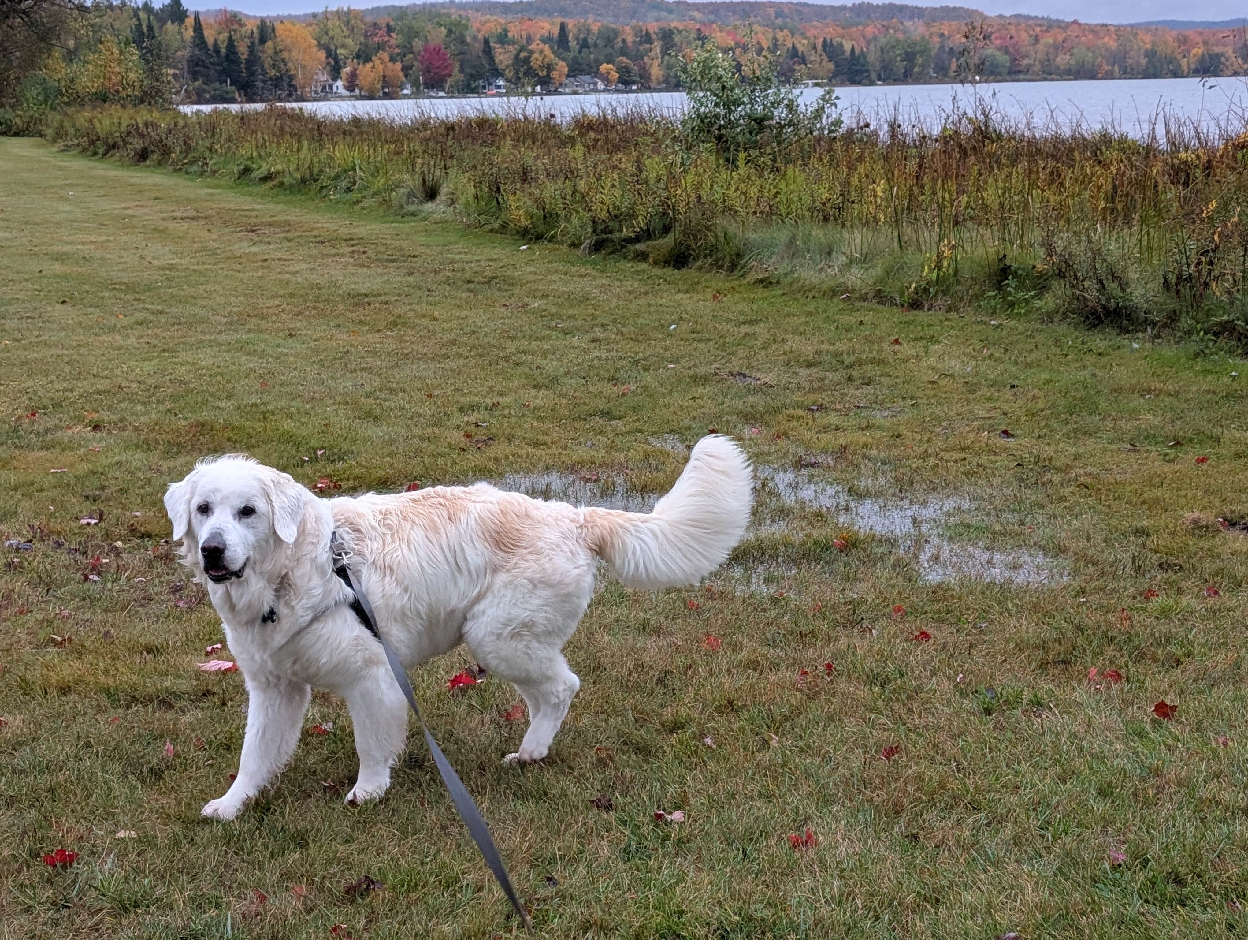 Ken C.'s photo of camping with pets at Camp Petosega near Petoskey, MI