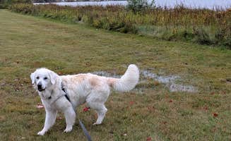 Ken C.'s photo of camping with pets at Camp Petosega near Mullett Lake, MI