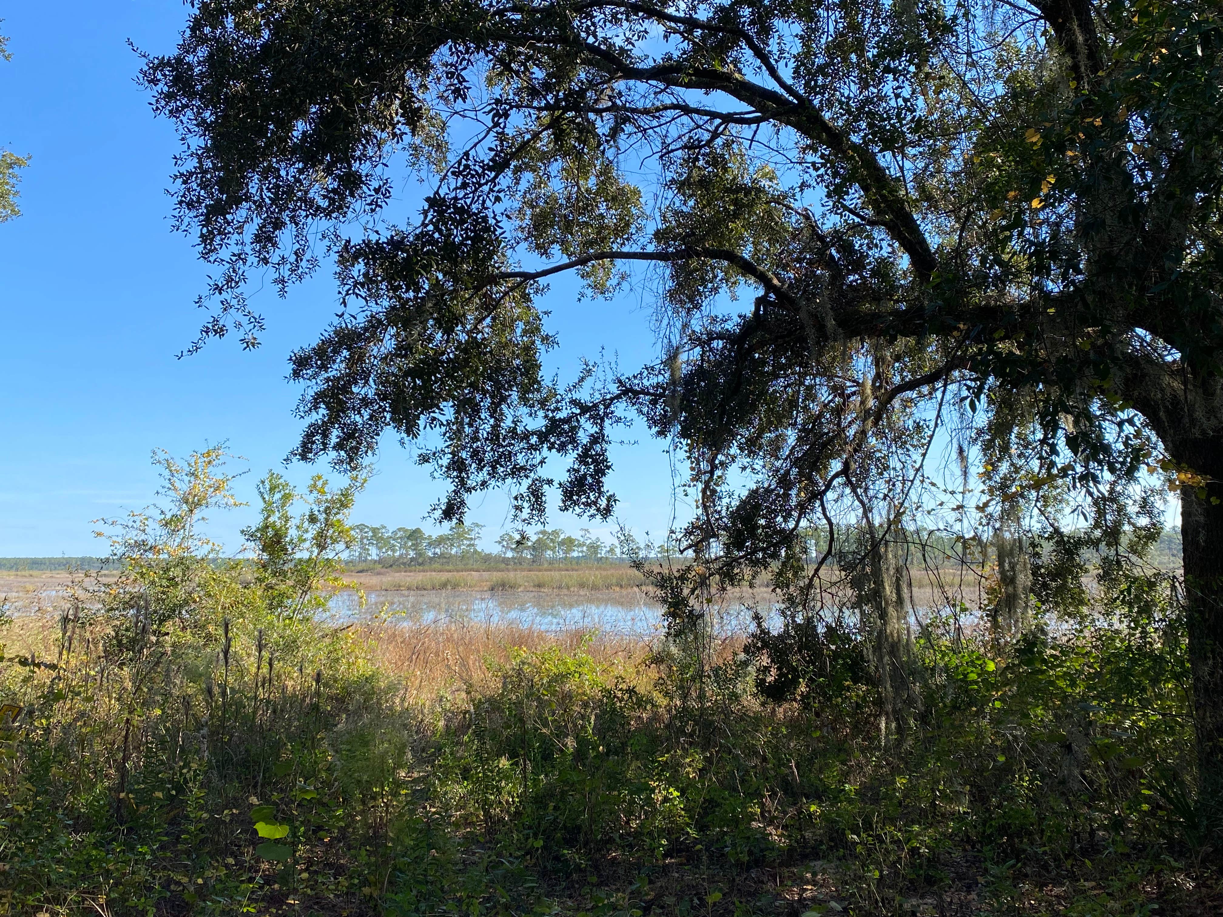 Camper-submitted photo at Lake Delancy West Campground near Ocala National Forest