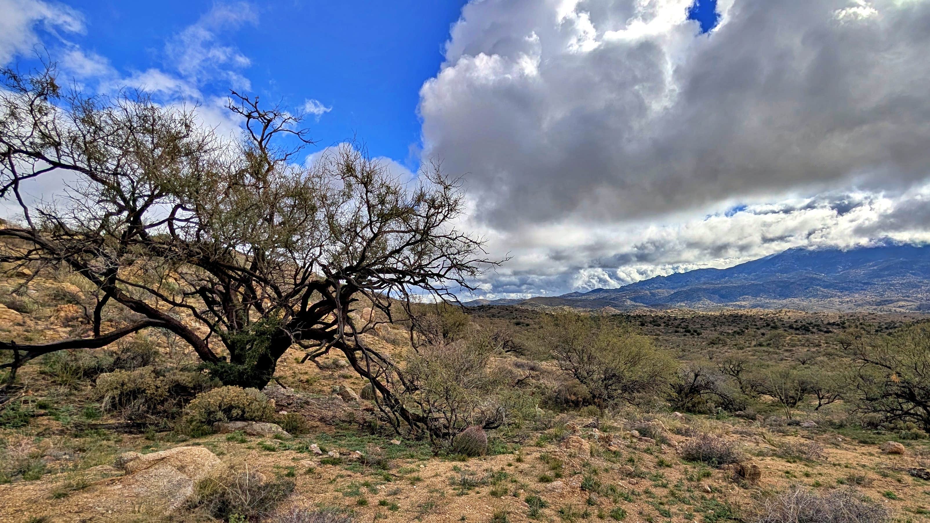 Camper-submitted photo at Reddington Pass Dispersed near Willow Canyon, AZ