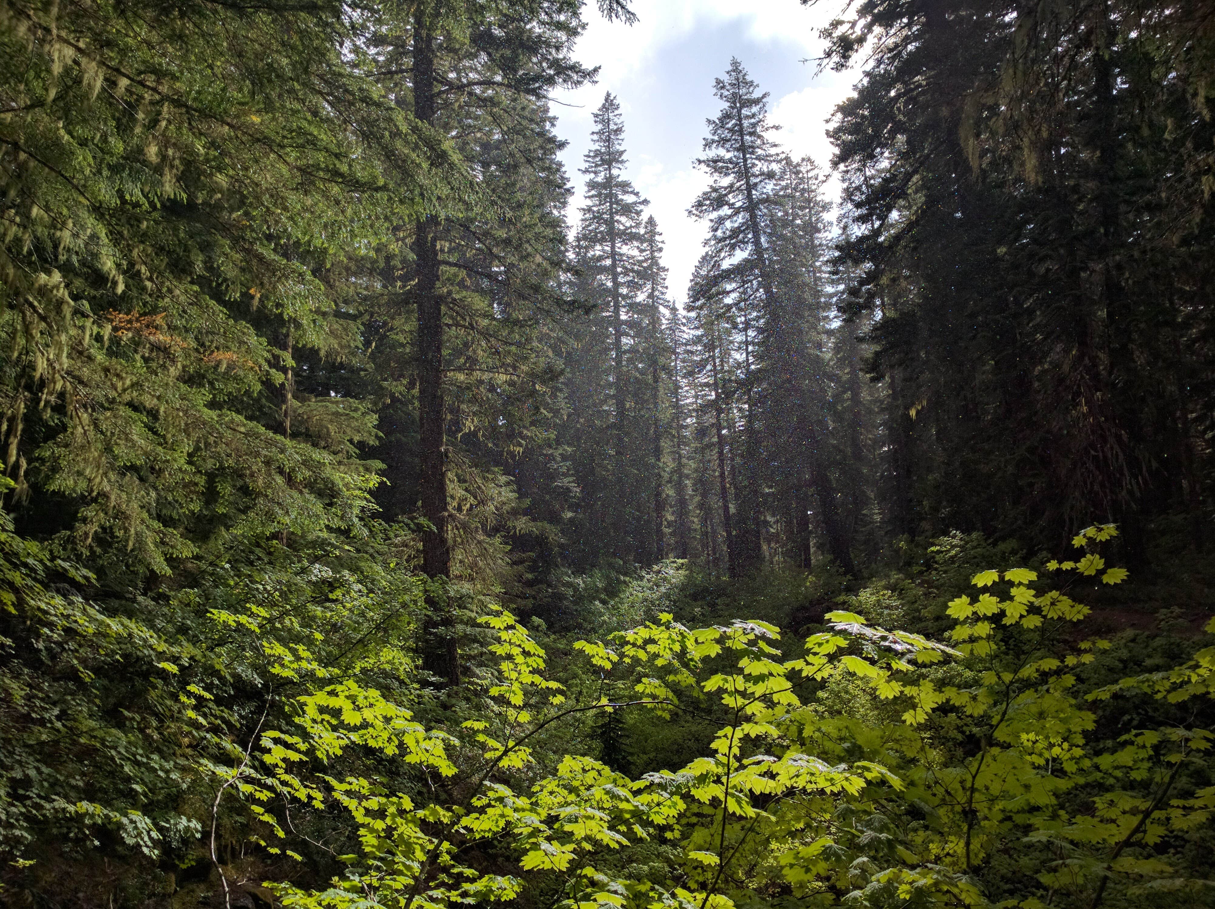 Camper-submitted photo at Takhlakh Lake Campground near Trout Lake, WA