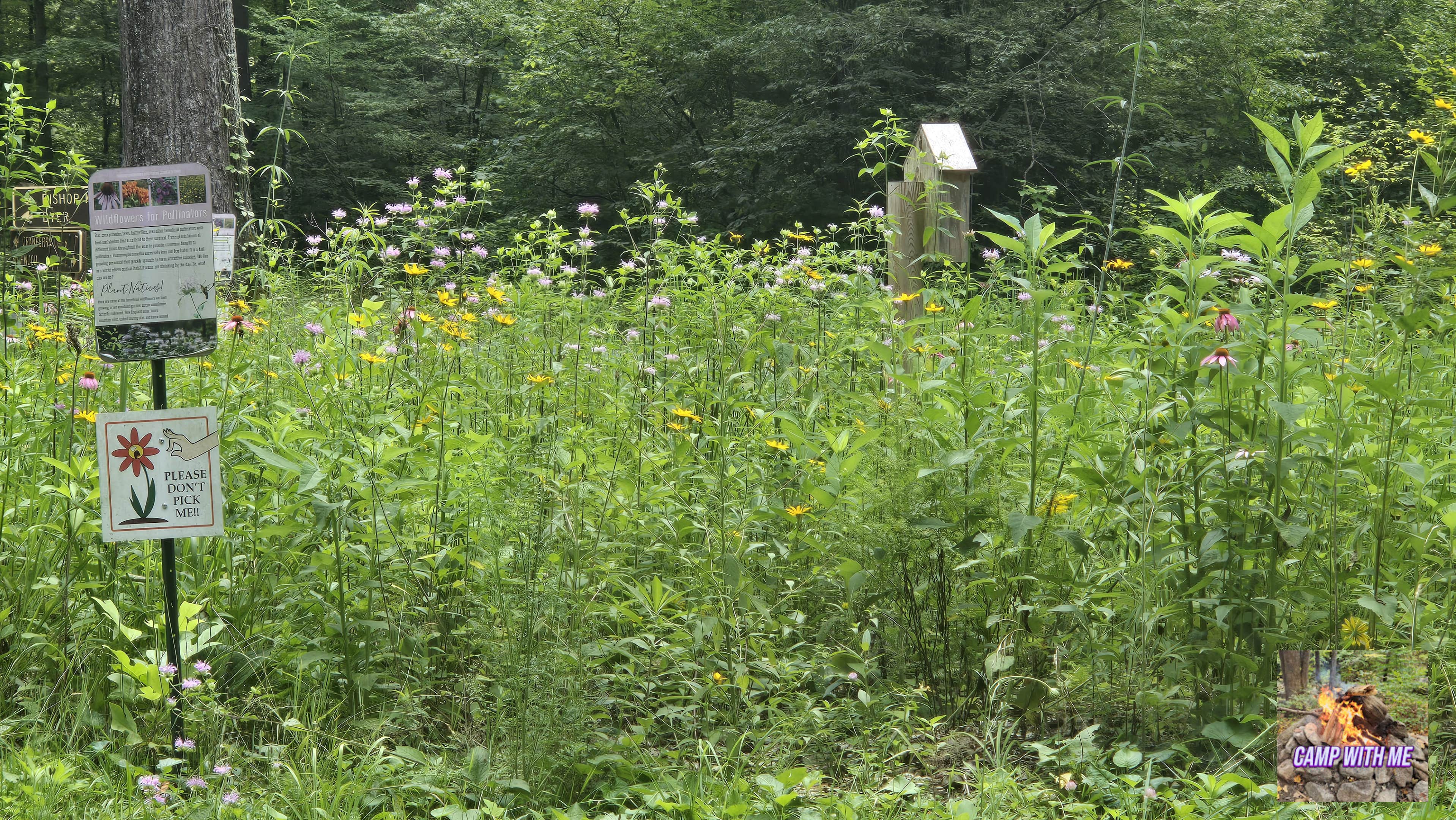 Camper submitted image from Bishop Knob Campground - 5