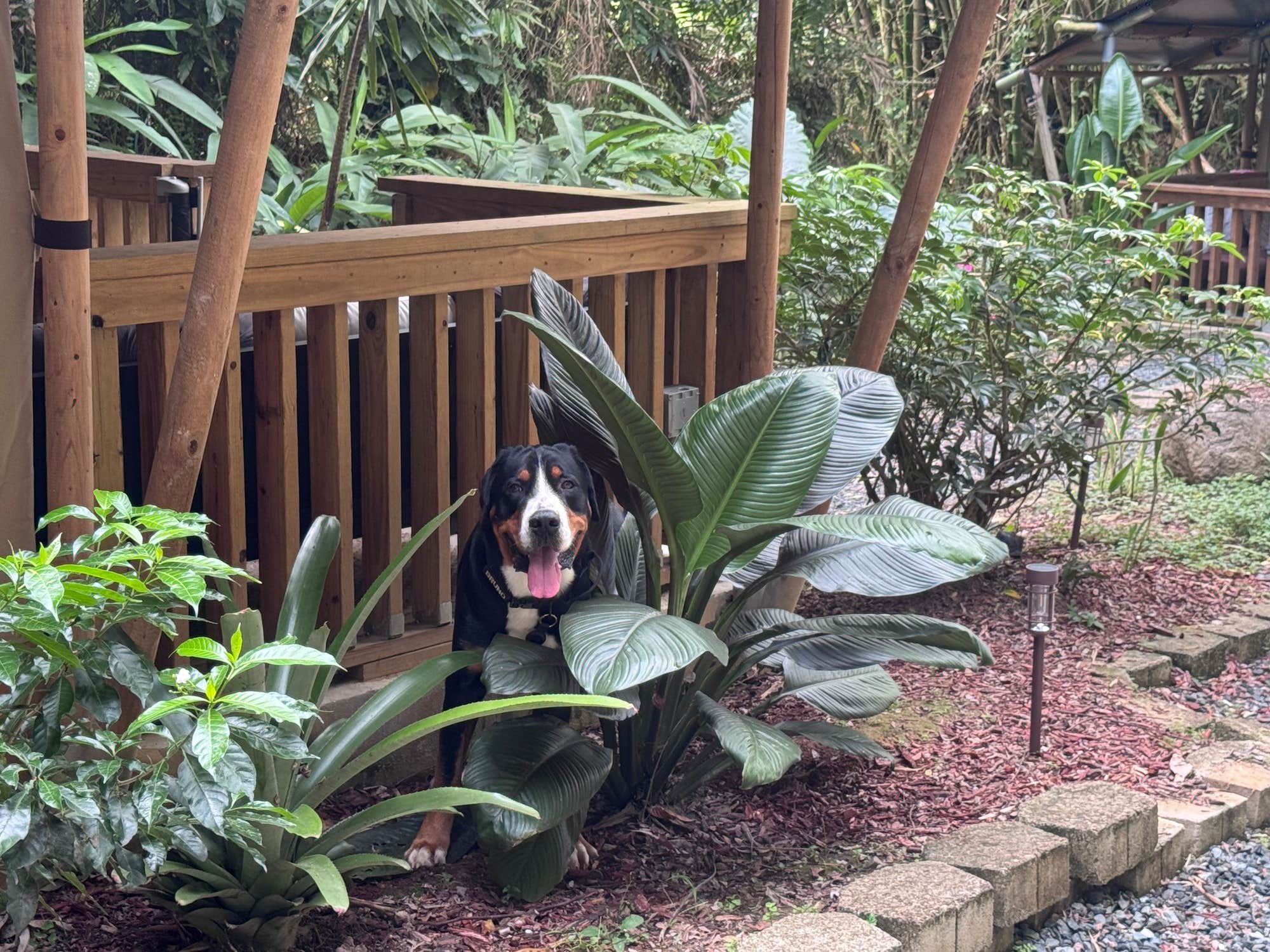 The Dyrt's photo of camping with pets at Jardin al Bosque Glamping in Puerto Rico